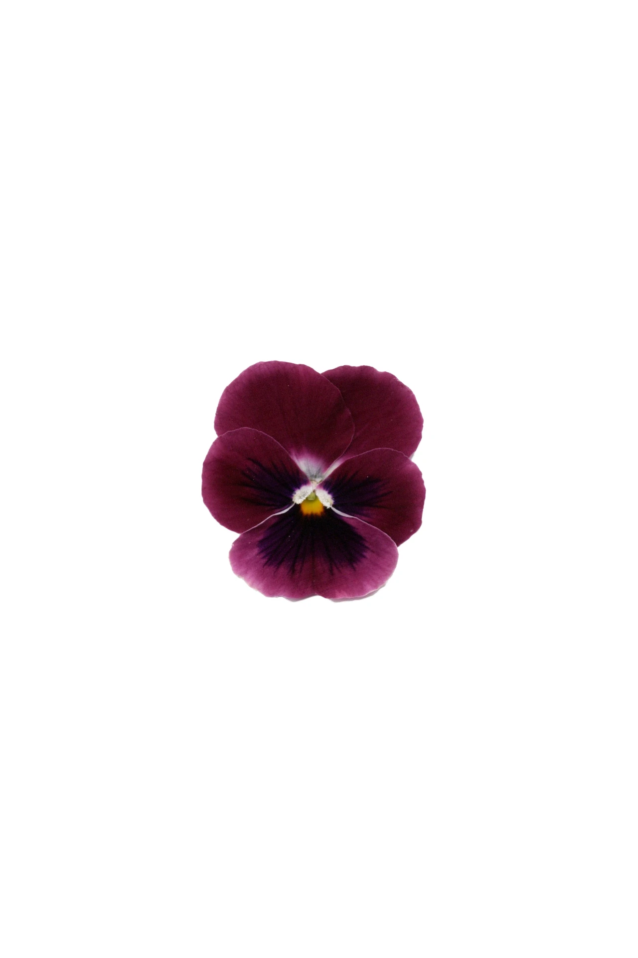 [FLPenséerose71] Petites pensées roses - par 25