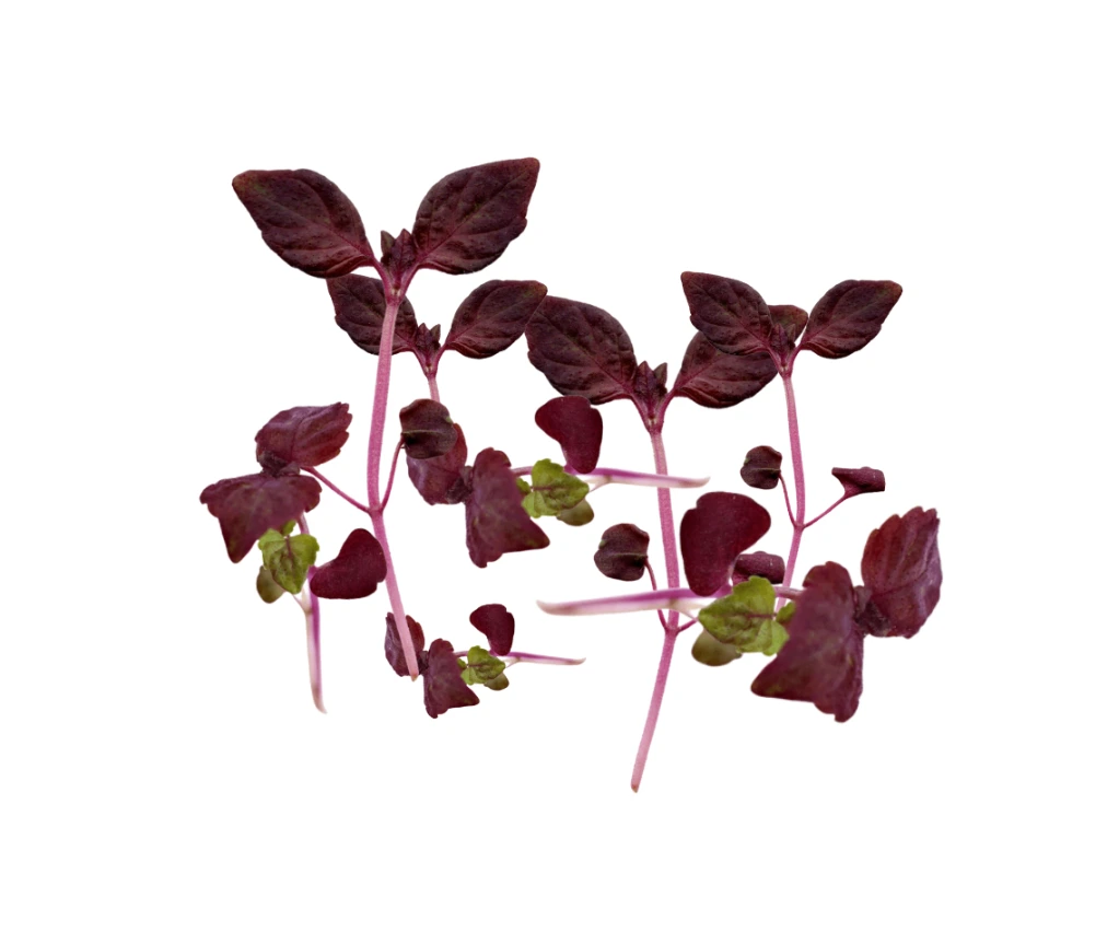 [PCShisopourpre49] Shiso pourpre en folie (produit coupé)