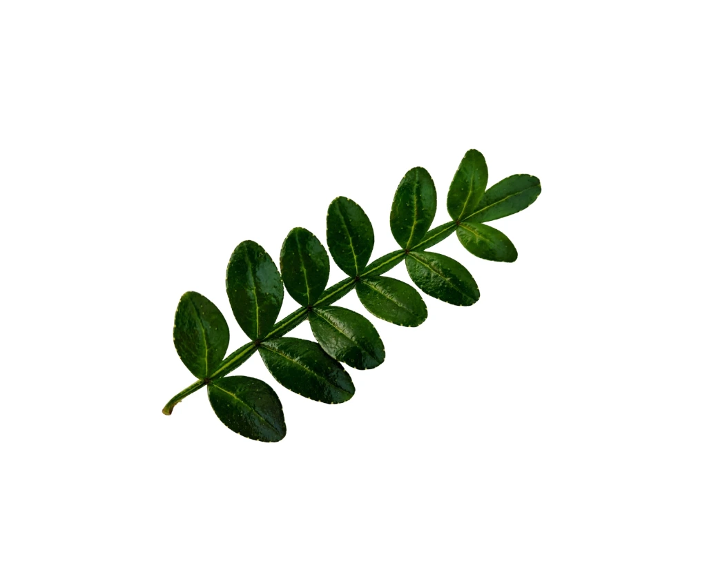 Feuille de sichuan