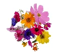 Fleurs mix - par 25